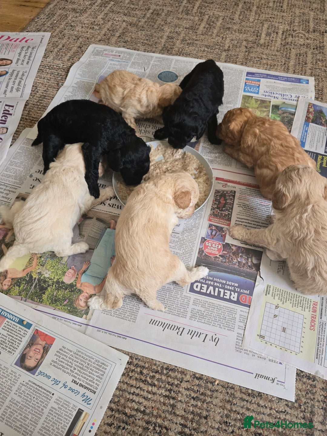 Toy Poodle dogs for sale: BEAUTIFUL TOY POODLES - Image 4