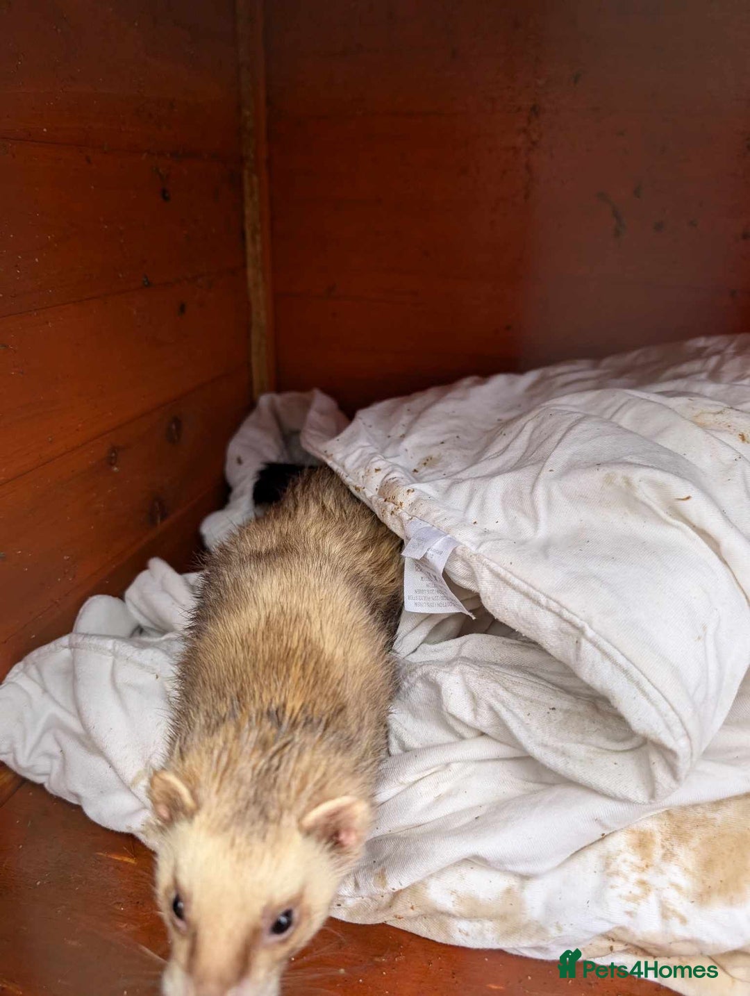 Ferret rodents for sale: Ferrets - Image 2