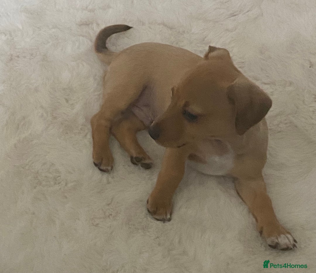 Mixed Breed dogs for sale: jack russell x daschound puppies  - Image 1