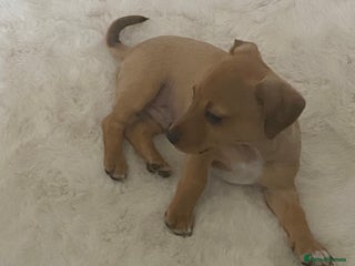 Mixed Breed dogs for sale - Advert 1