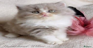 British Longhair cats - Advert 7