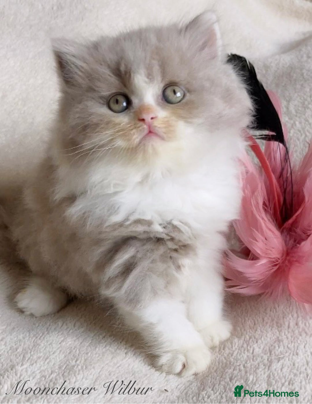 British Longhair cats for sale: Stunning British Longhair Boys TICA Registered - Image 2