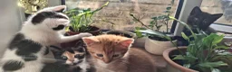 Mixed Breed cats for sale: Adorable kittens looking for loving homes - Advert 24