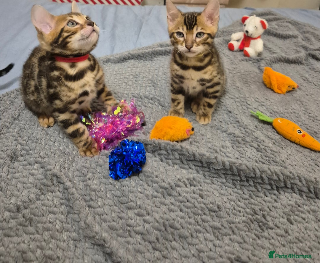 Bengal cats for sale: Bengal Kittens-Reservations Now Open  - Advert 11