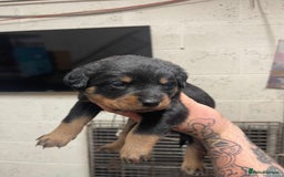 Rottweiler dogs for sale: Rottweiler/rotty puppies - Image 14