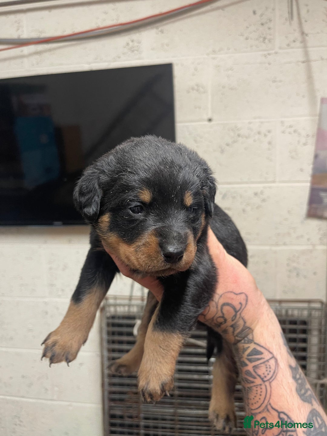 Rottweiler dogs for sale: Rottweiler/rotty puppies - Image 14