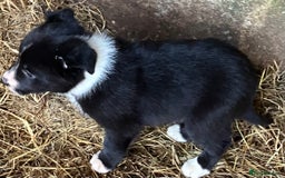 Border Collie dogs for sale: Two collie pups  - Image 5