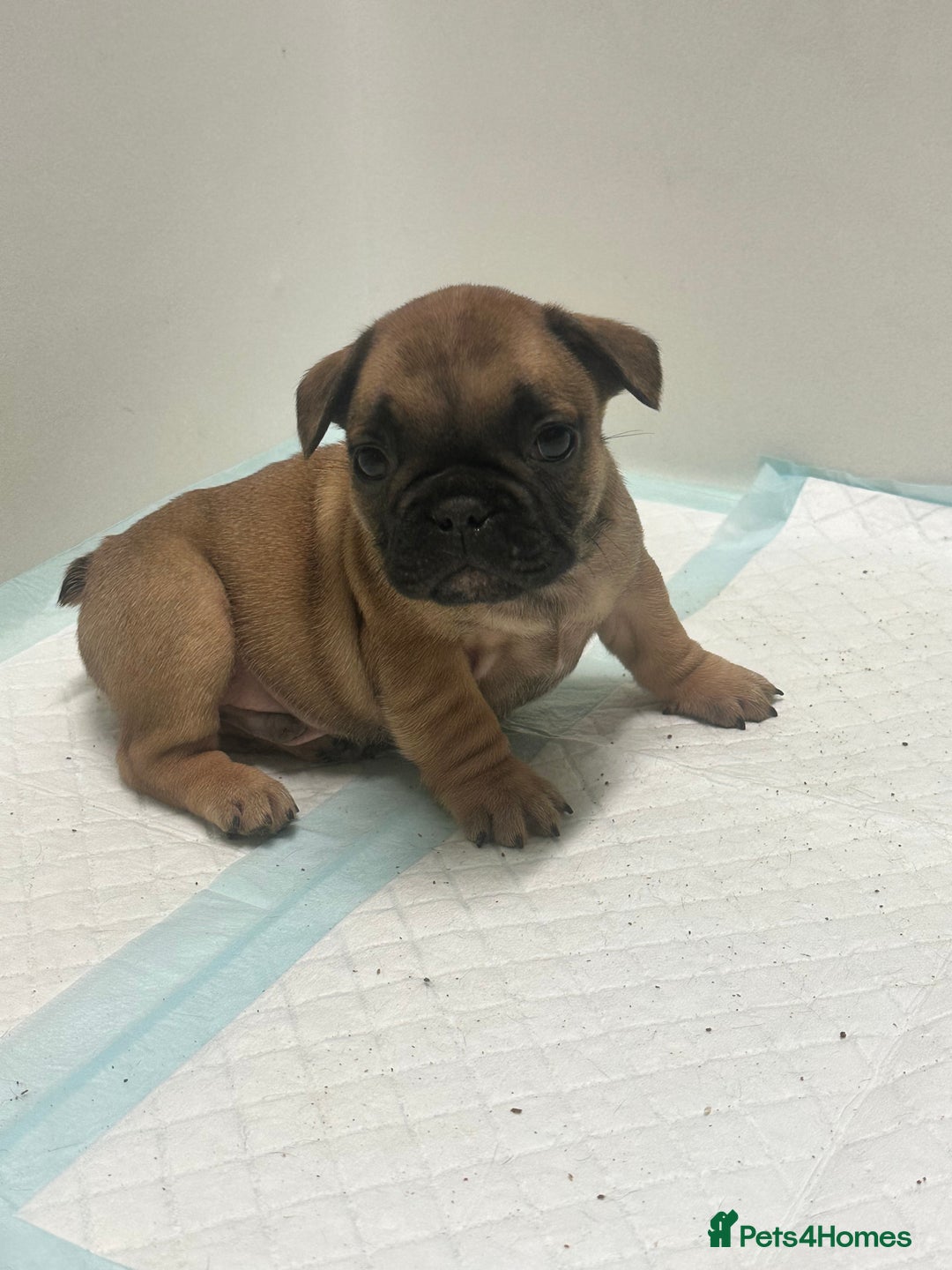 French Bulldog dogs for sale: KC Frenchies  - Advert 8