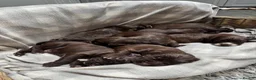 Sprocker dogs for sale: Sprocker puppies  in Dalry - Advert 4