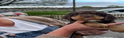 Mixed Breed dogs for sale: Absolutely stunning litter of F1 “Clockers”  - Advert 18