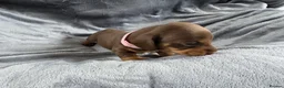 Miniature Dachshund dogs for sale: KC Miniature Dachshunds - Advert 18