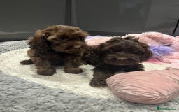 Cockapoo dogs for sale: Beautiful F1 Cockapoo puppies  - Image 7