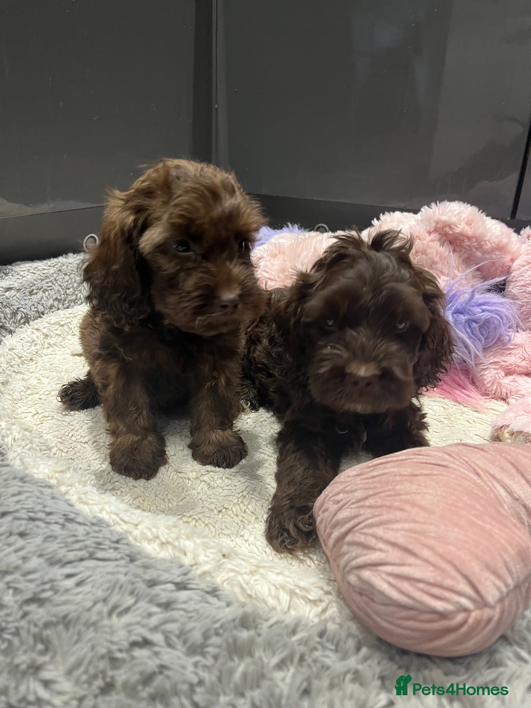 Cockapoo dogs for sale: Beautiful F1 Cockapoo puppies  - Image 7