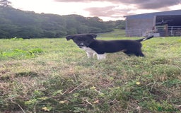 Border Collie dogs for sale: Playful puppies  - Image 12