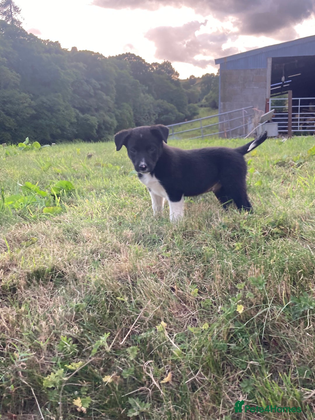 Border Collie dogs for sale: Playful puppies  - Image 12