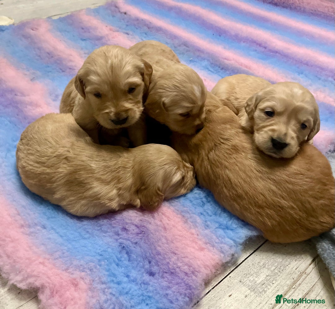 Golden Retriever dogs for sale: KC golden retriever puppies - Advert 5