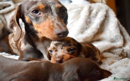 Miniature Dachshund dogs for sale: miniature dachshund puppies ready to reserve 🤍 - Image 10
