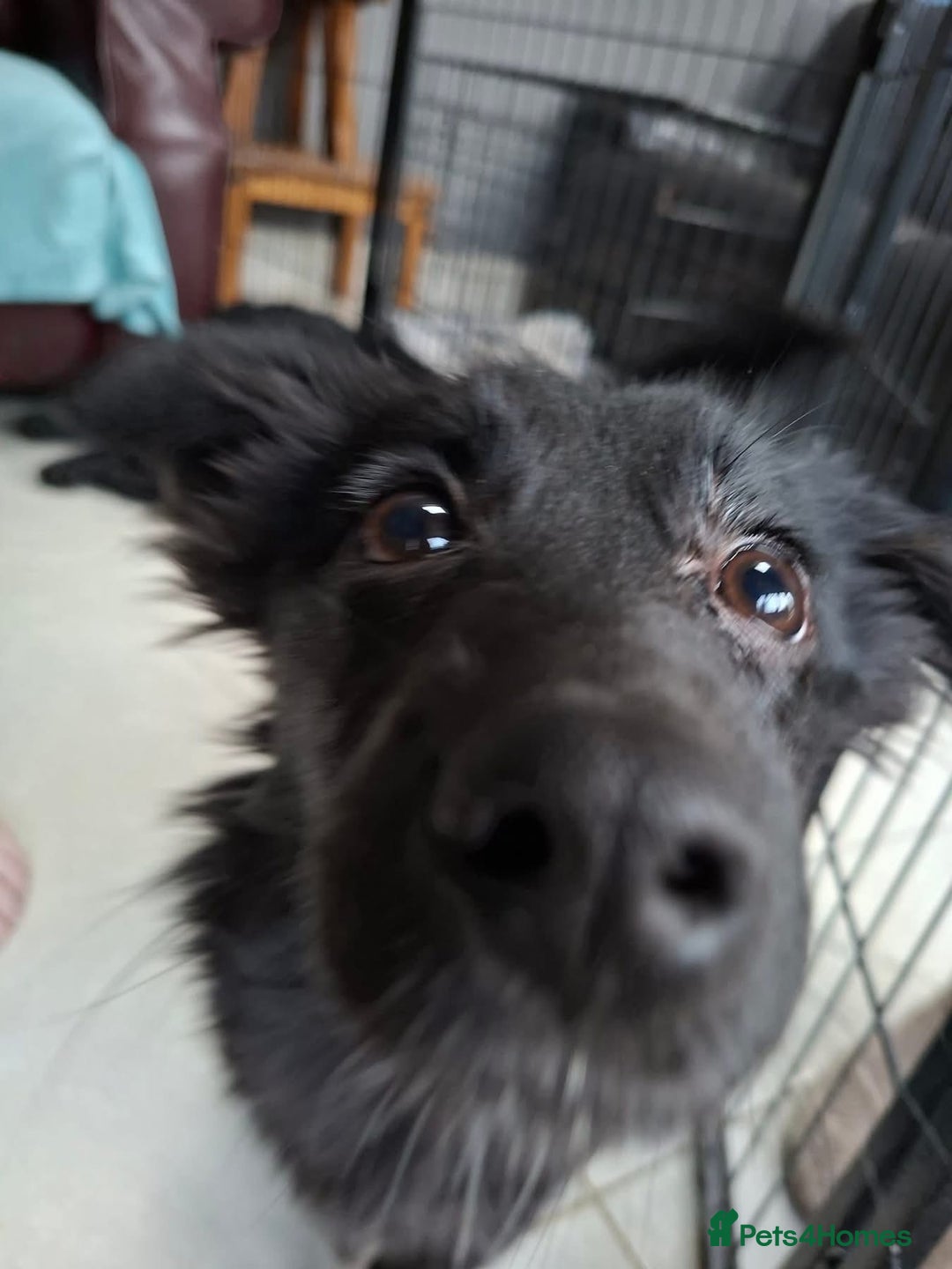 Mixed Breed dogs for adoption: June - north Walsham Norfolk  - Advert 2