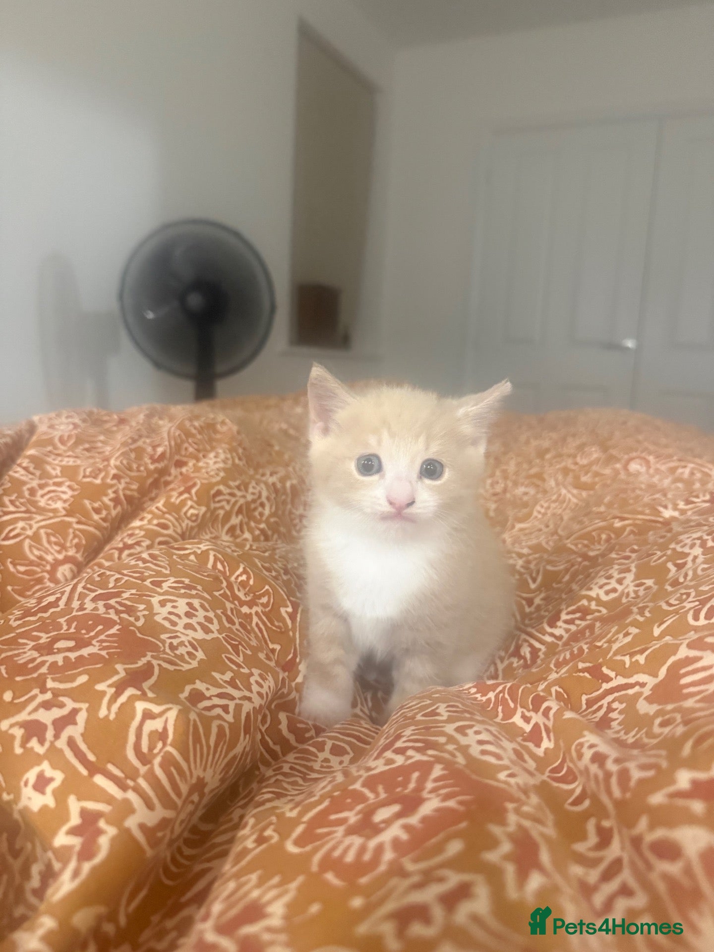 Mixed Breed cats Light ginger male kitten - Advert 10