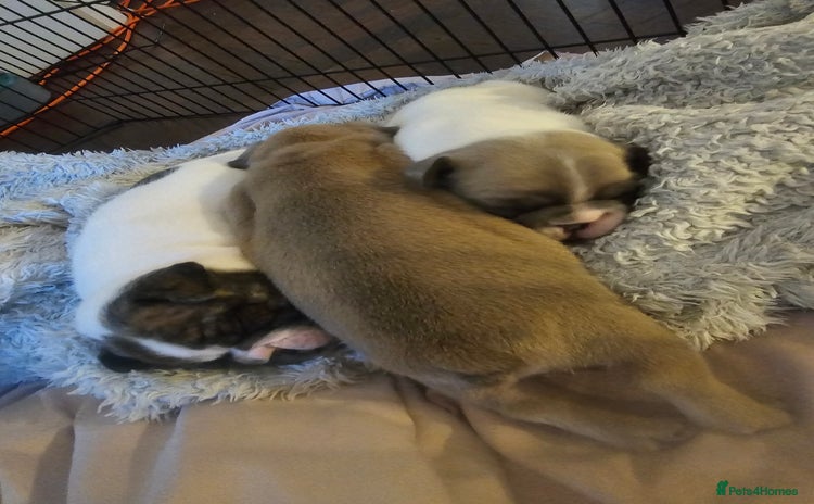 French Bulldog dogs - Advert 1