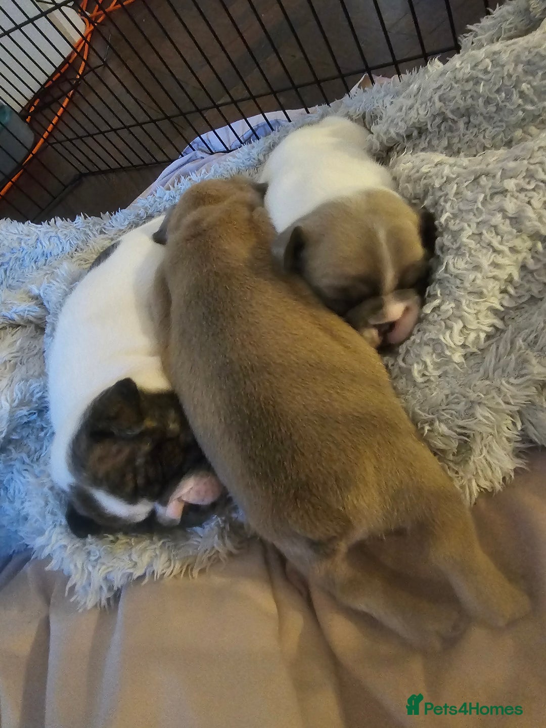 French Bulldog dogs for sale: 3 female french bulldog puppies - Image 1