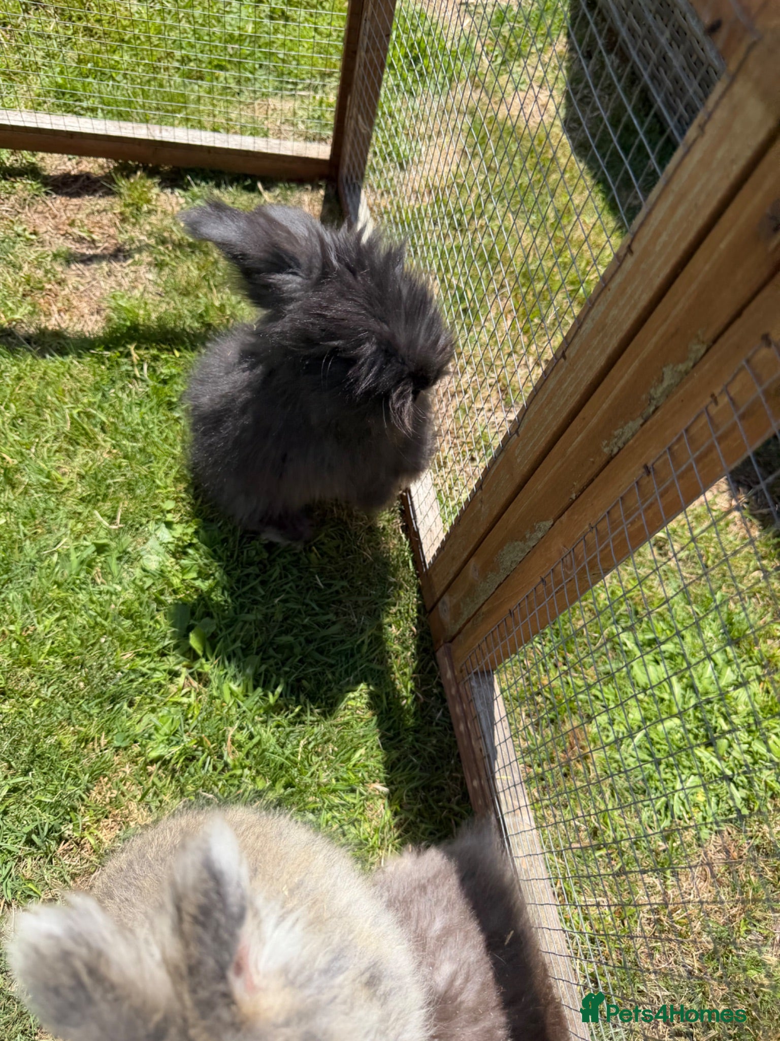 Angora rabbits Angora buns - Advert 2