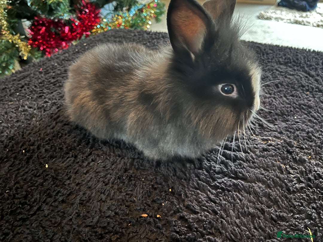 Lionhead rabbits for sale: 3 baby bunnies looking for there forever home - Advert 2