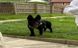 German Shepherd dogs for sale: GERMAN SHEPHERD BOY 6 MONTHS OLD IN SCARBOROUGH  - Image 8