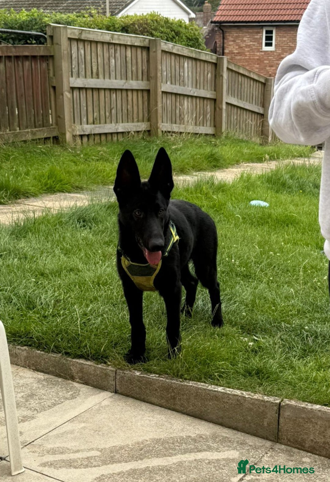 German Shepherd dogs for sale: GERMAN SHEPHERD BOY 6 MONTHS OLD IN SCARBOROUGH  - Image 8