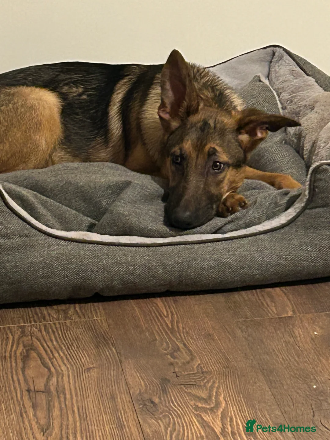 Mixed Breed dogs for sale: 6 month old German shepherd/cross  - Advert 4