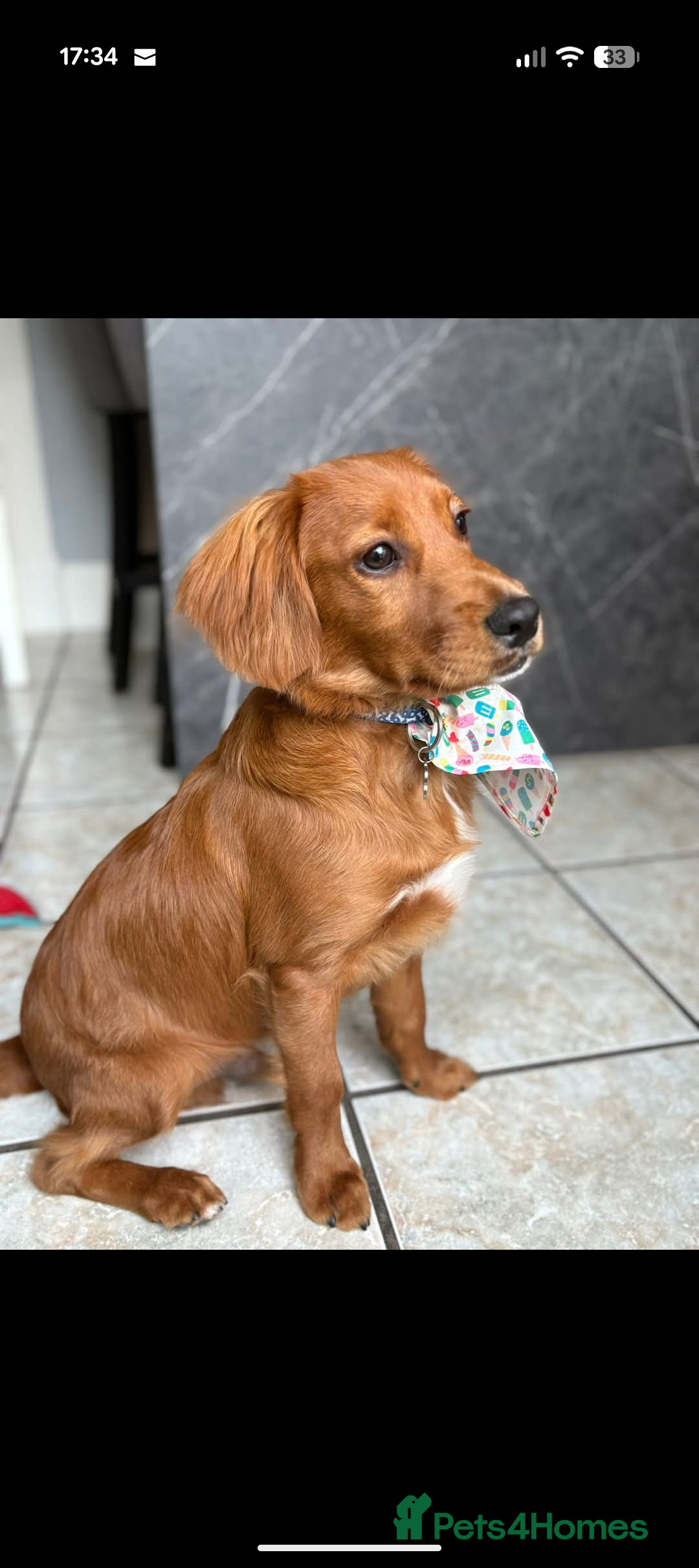 Cockapoo dogs for sale: 9month old cockapoo - Advert 4