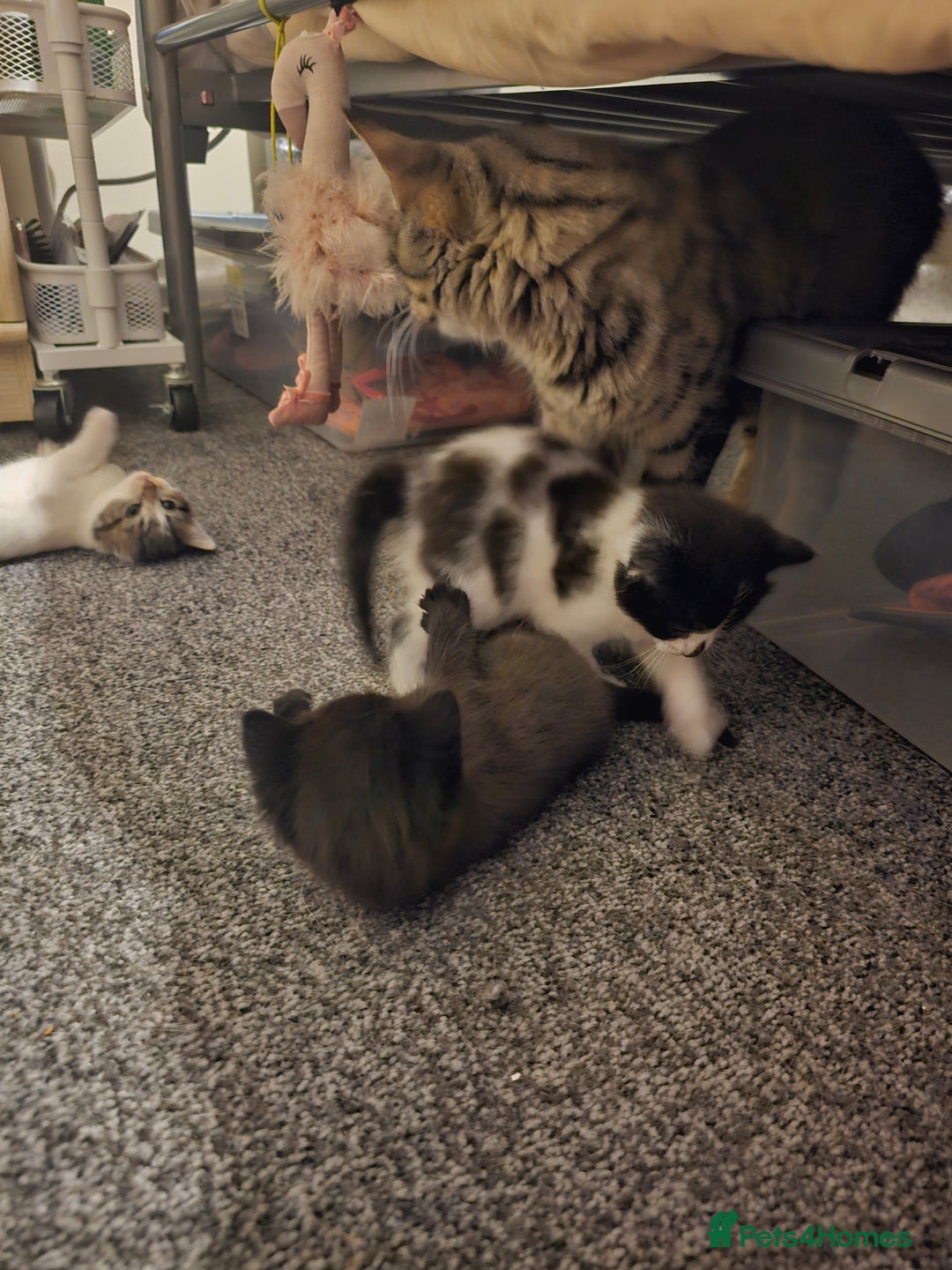 Mixed Breed cats for sale: Adorable ♥️ kittens 😸 😍  - Image 9
