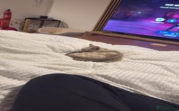 Bengal cats for sale: Buzz and Woody - Image 3