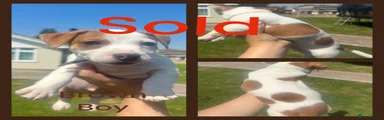 Jack Russell 1