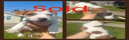 Jack Russell dogs for sale: 🐶 Beautiful 10-Week-Old Female Jack Russel Puppy - Advert 8