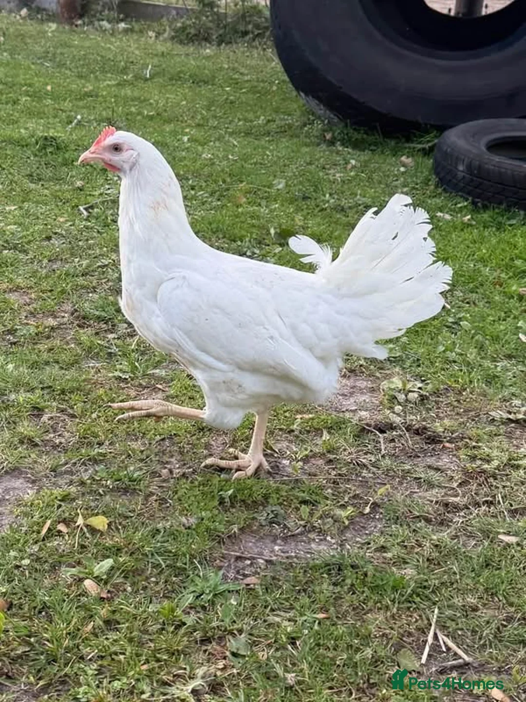 Chickens poultry for sale: Point of lay hens in Fordingbridge - Advert 3