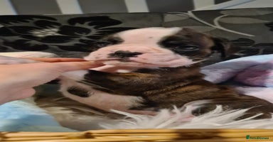 Boxer dogs - Advert 8