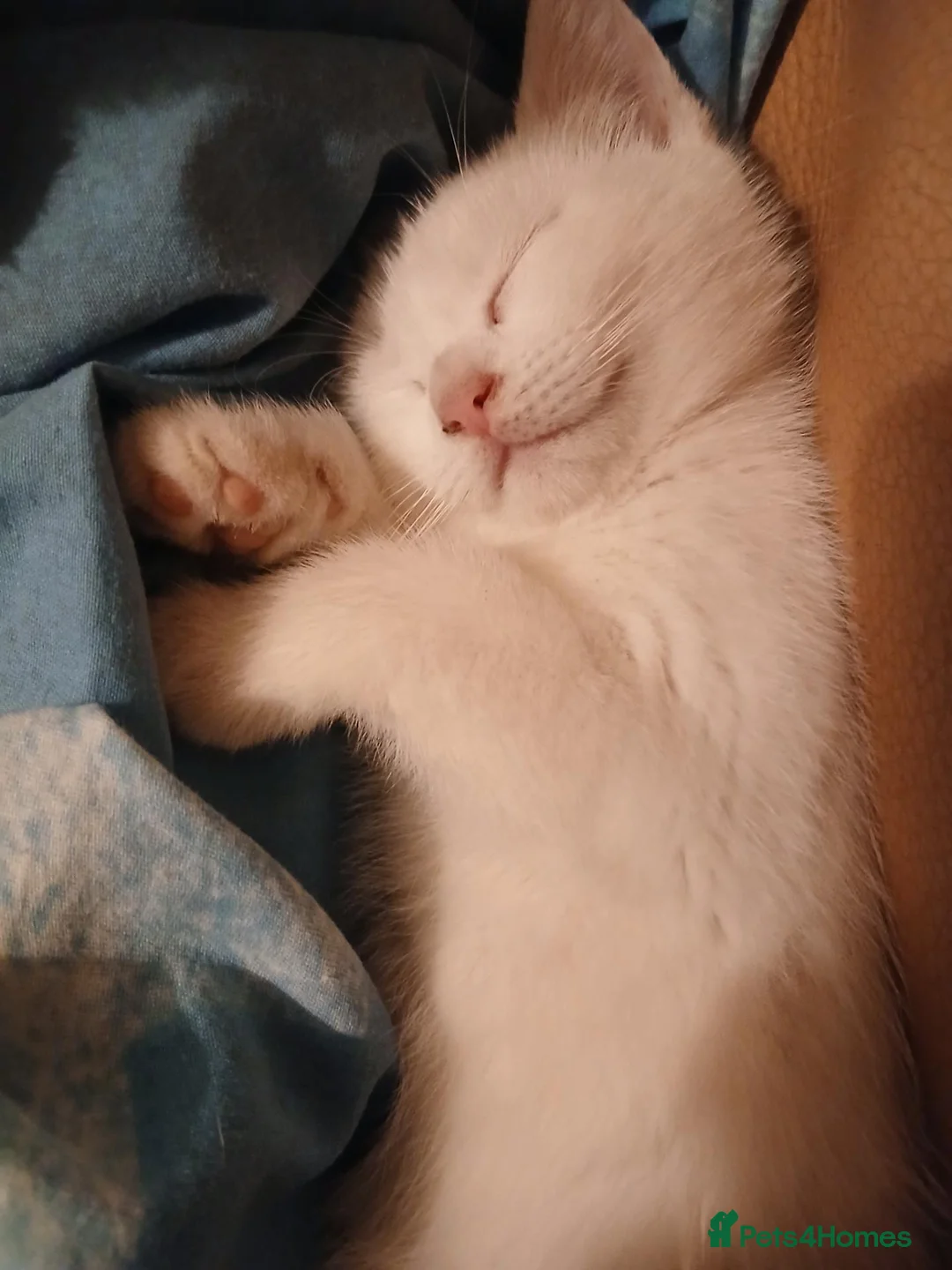 Mixed Breed cats for sale: 3 kittens for sale .2 boys and 1 girl - Advert 2
