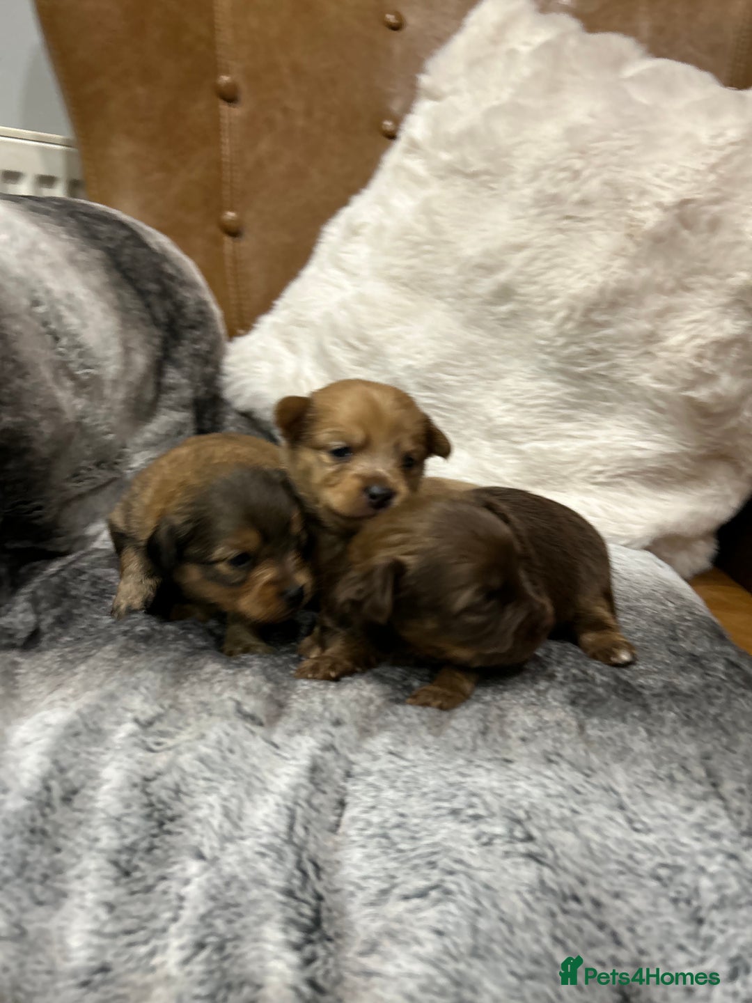 Mixed Breed dogs for sale: Miniature Dauchshund/ Pomeranian puppies for sale - Advert 7