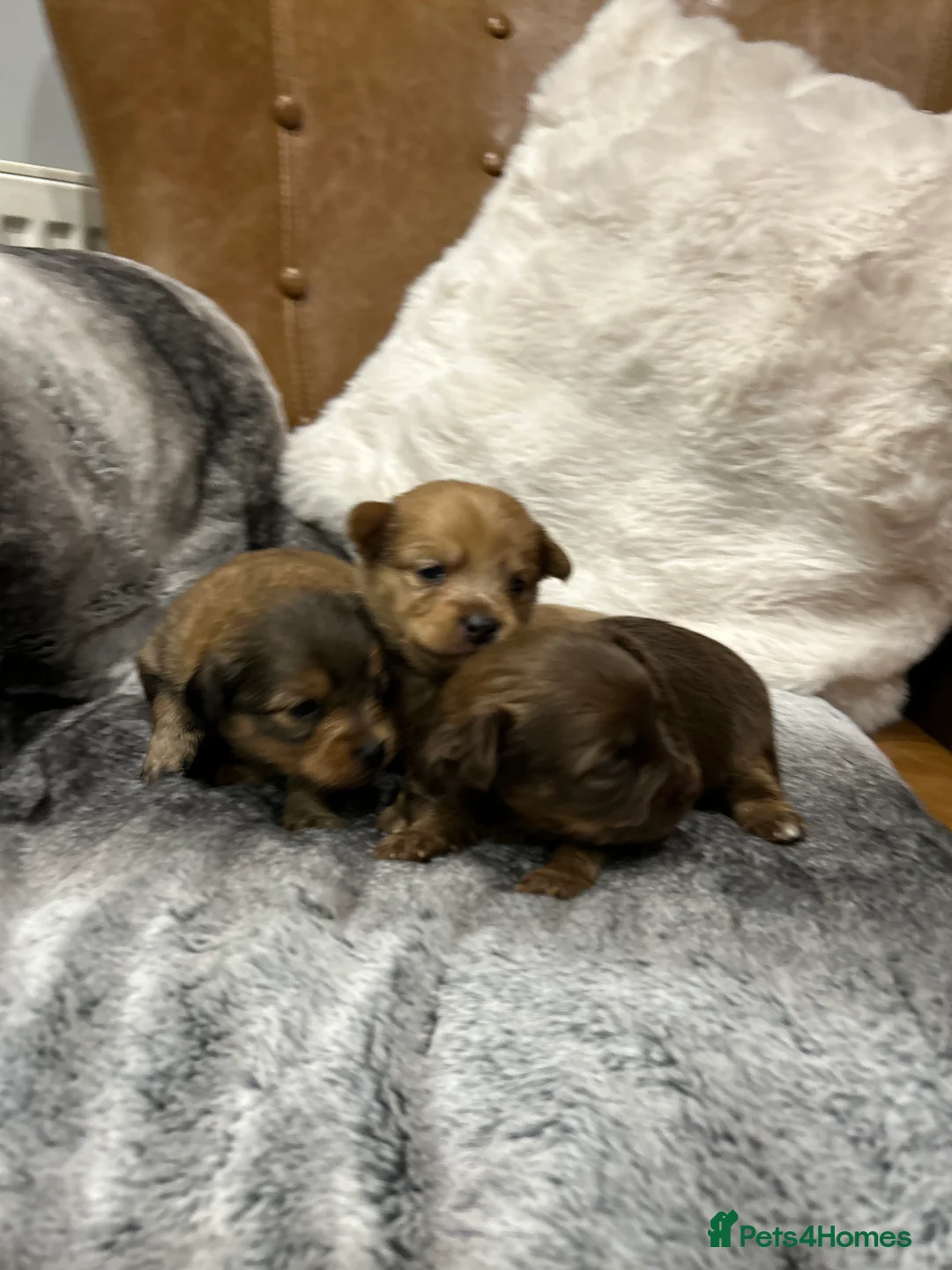 Mixed Breed dogs for sale: Miniature dachshund pomeranian sausage dog small  - Advert 15