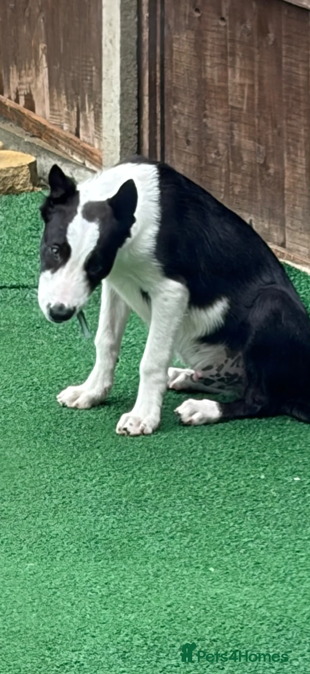 Bearded Collie dogs for sale: Male collie pup - Advert 2