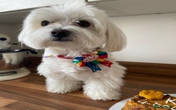Maltese dogs for stud: Maltese Males (for Stud)  in Durham - Image 12