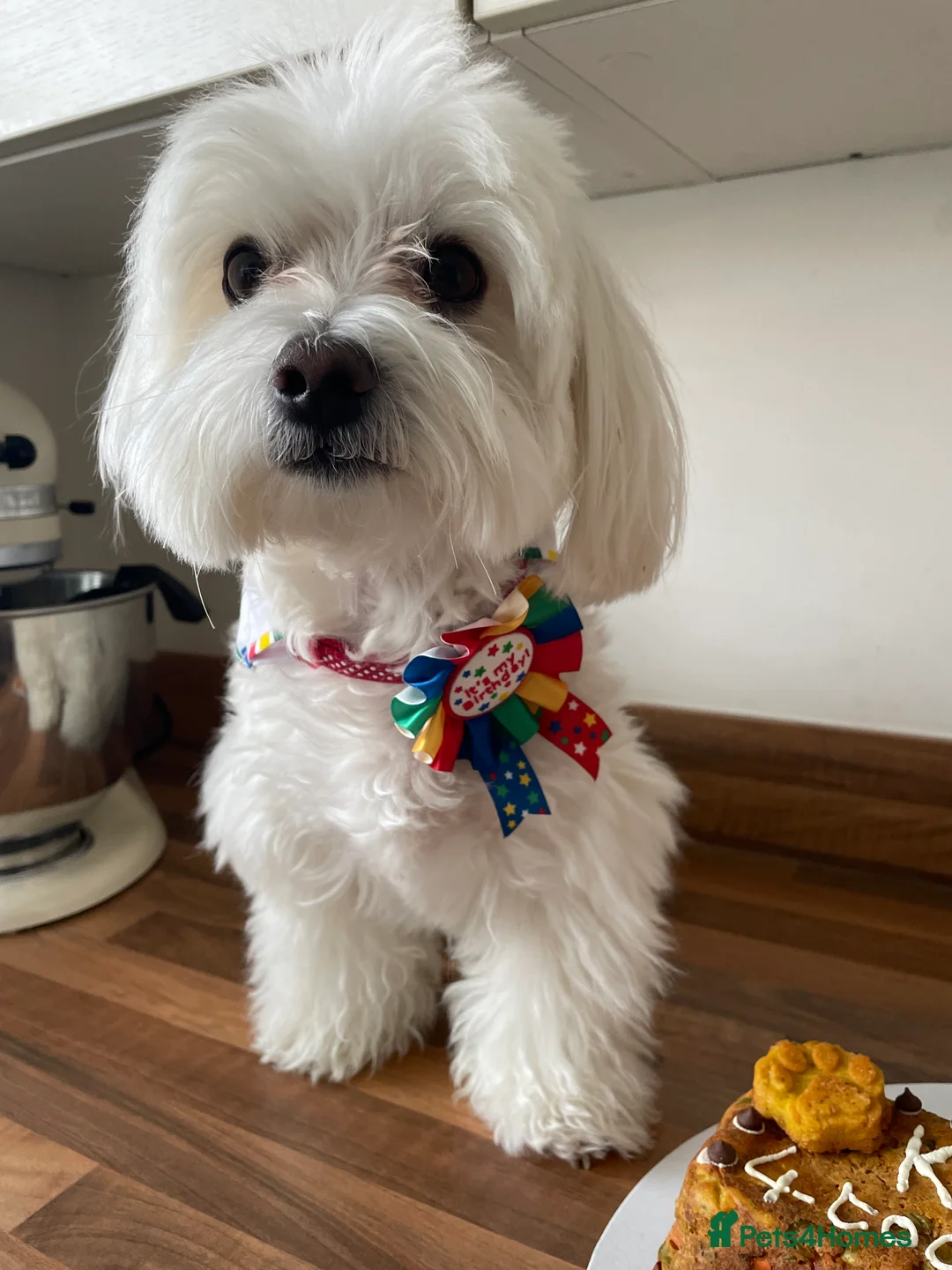 Maltese dogs for stud: Maltese Males (for Stud)  in Durham - Advert 12