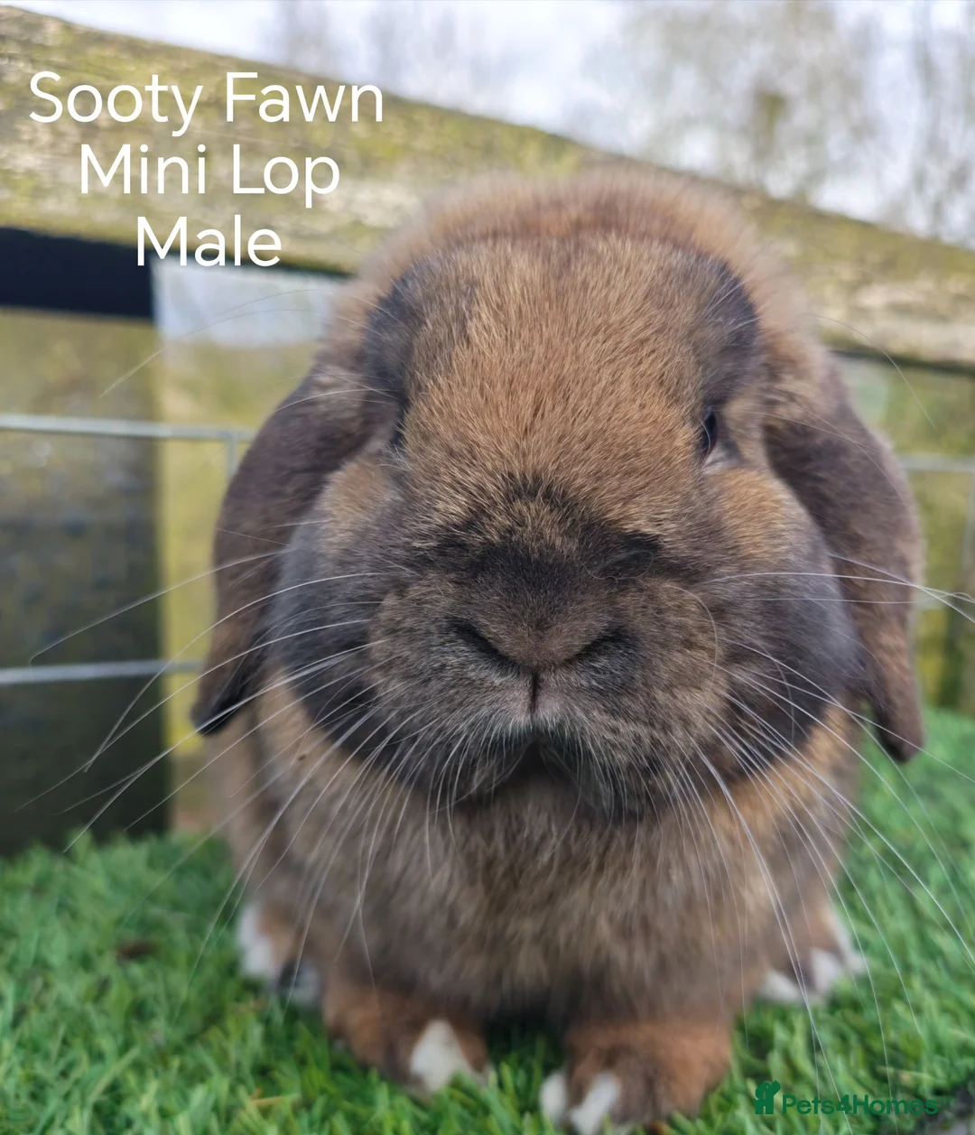 Mini Lop rabbits for sale: Various Adult Mini Lops  - Advert 10