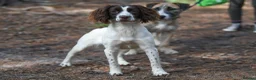 English Springer Spaniel dogs for sale: Kennel club registered Springer Spaniel Puppies - Advert 17