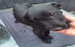 Mixed Breed dogs for sale: Beautiful whippet first cross puppies - Image 10