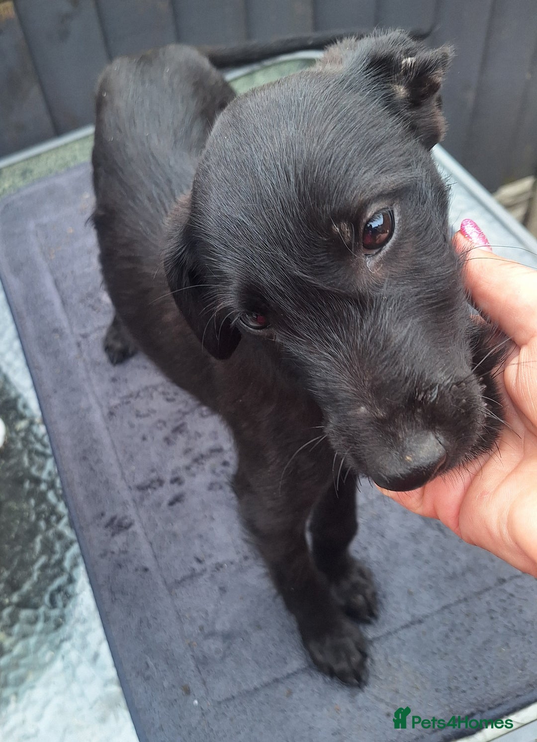 Mixed Breed dogs for sale: Beautiful whippet first cross puppies - Image 10
