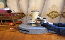 Exotic cats for sale: Exotic  - Advert 4