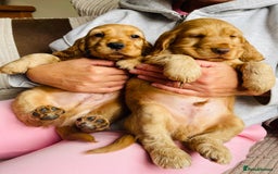 Cocker Spaniel dogs for sale: Top quality fully health tested show cocker pups - Image 20