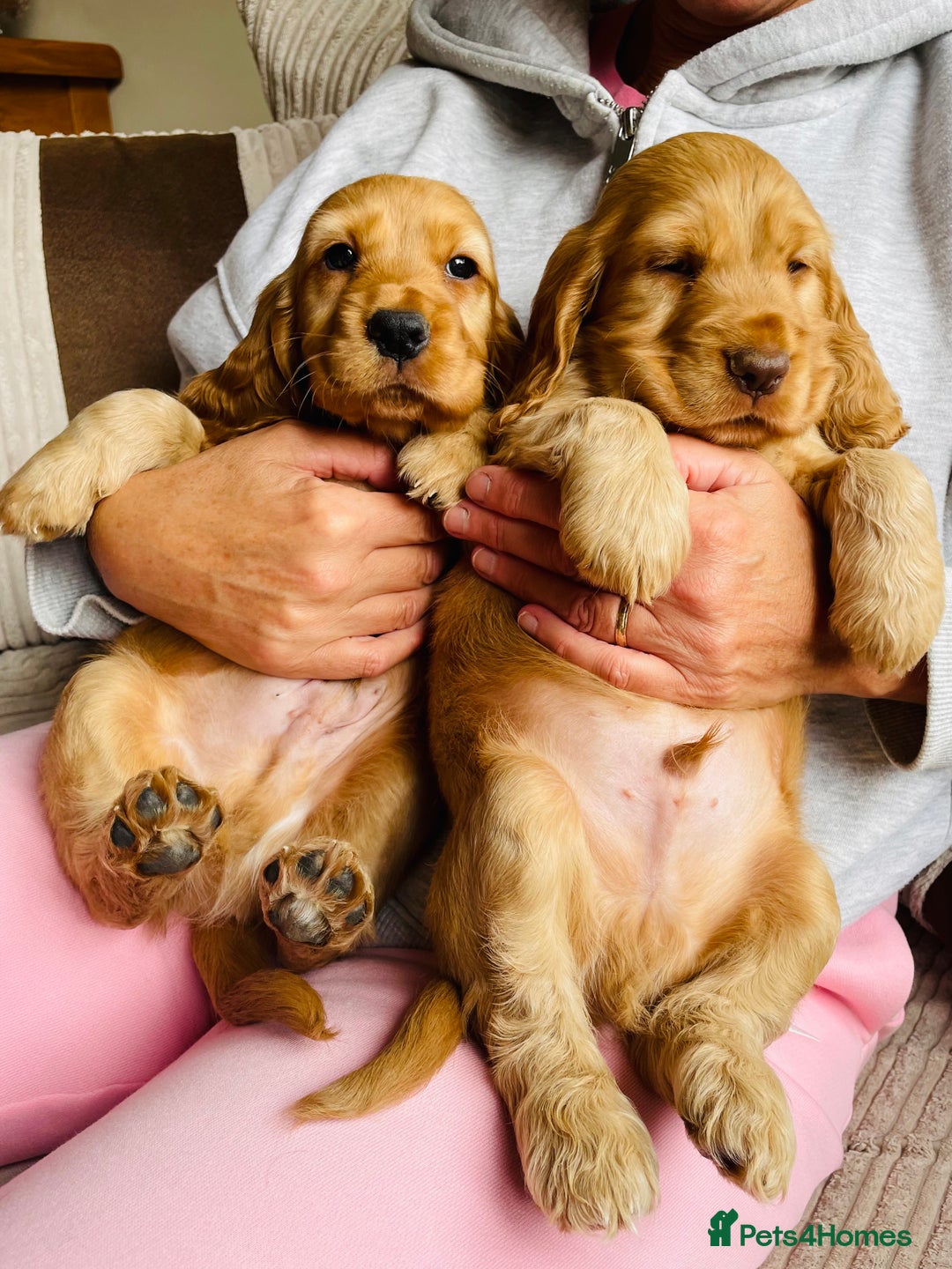 Cocker Spaniel dogs for sale: Top quality fully health tested show cocker pups - Image 20